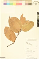 登錄號:BS06588藏品圖，第1張