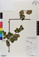 登錄號:BS06589藏品圖，第1張