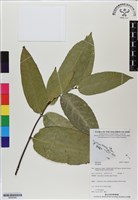 登錄號:BS06592藏品圖，第1張