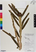 登錄號:BS06593藏品圖，第1張