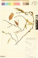 登錄號:BS06596藏品圖，第1張
