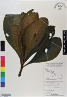 草海桐、水草藏品圖，第1張