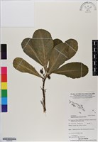 草海桐、水草藏品圖，第1張