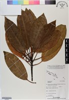 登錄號:BS06600藏品圖，第1張