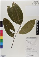 登錄號:BS06601藏品圖，第1張