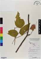 登錄號:BS06603藏品圖，第1張