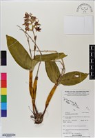登錄號:BS06604藏品圖，第1張