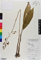 南洋芋蘭、大芋蘭藏品圖，第1張