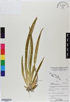 登錄號:BS06606藏品圖，第1張