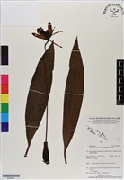 登錄號:BS06607藏品圖，第1張