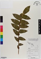 登錄號:BS06608藏品圖，第1張