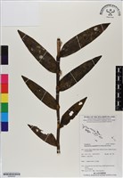 登錄號:BS06609藏品圖，第1張