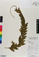 登錄號:BS06610藏品圖，第1張