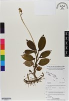 登錄號:BS06614藏品圖，第1張