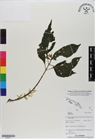 登錄號:BS06617藏品圖，第1張