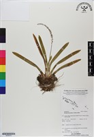 登錄號:BS06618藏品圖，第1張
