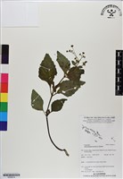 下田菊藏品圖，第1張