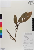 登錄號:BS06620藏品圖，第1張