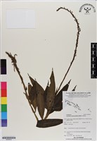登錄號:BS06622藏品圖，第1張