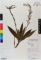 登錄號:BS06623藏品圖，第1張