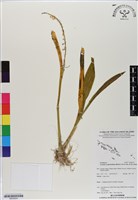 登錄號:BS06624藏品圖，第1張
