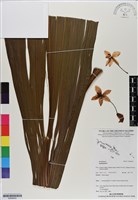 登錄號:BS06625藏品圖，第1張