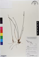 登錄號:BS06627藏品圖，第1張