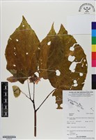 登錄號:BS06628藏品圖，第1張