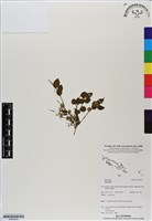 登錄號:BS06630藏品圖，第1張