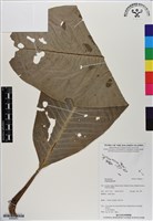 登錄號:BS06631藏品圖，第1張