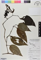 登錄號:BS06633藏品圖，第1張