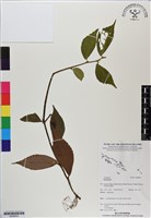 登錄號:BS06634藏品圖，第1張