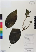 登錄號:BS06635藏品圖，第1張