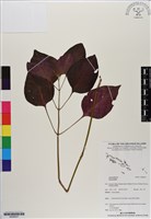 登錄號:BS06637藏品圖，第1張