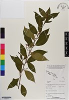 登錄號:BS06638藏品圖，第1張