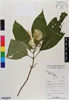 登錄號:BS06639藏品圖，第1張
