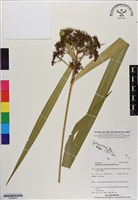 割雞芒、臺灣割雞藏品圖，第1張
