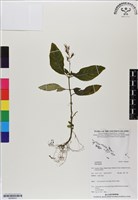 登錄號:BS06643藏品圖，第1張