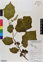 登錄號:BS06644藏品圖，第1張