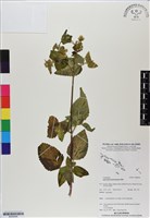 紫花霍香薊藏品圖，第1張