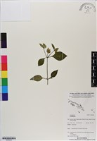 登錄號:BS06648藏品圖，第1張