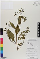 細葉水丁香藏品圖，第1張