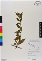 登錄號:BS06651藏品圖，第1張