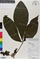 登錄號:BS06652藏品圖，第1張