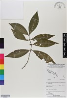 登錄號:BS06653藏品圖，第1張