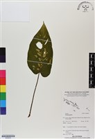 登錄號:BS06654藏品圖，第1張