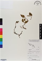 登錄號:BS06655藏品圖，第1張