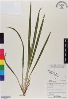 類地毯草藏品圖，第1張