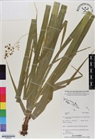 登錄號:BS06659藏品圖，第1張