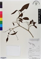 登錄號:BS06660藏品圖，第1張